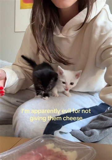 Foster kittens not starving — prosciutto wrapped cheese reaction