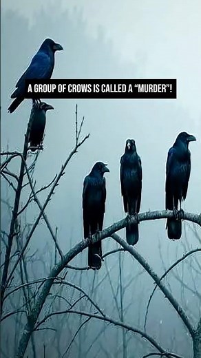 A Group of Crows Is Called a “Murder”! #crow #group #facts