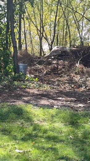 ✨️ Humane Indiana - Year in Review 2025 ✨️ Join us in celebrating and reflecting on some of Humane Indiana's most impactful moments of 2025. NUMBER EIGHT Without a doubt one of our favorite moments of 2025 has the release of two Great Horned Owls with our friends at Indiana Beverage! Utilizing the beautiful woods and lake behind their property as a release site, these two owls who were both injured within a mile of their facility were able to be returned to familiar land. After the release, thei