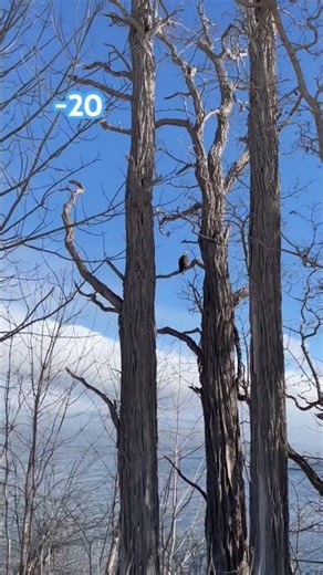 Bald eagle (zoom for a better look)