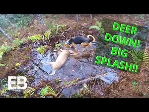 Deer Dog Drive - Hounds Chase Big Deer To Me