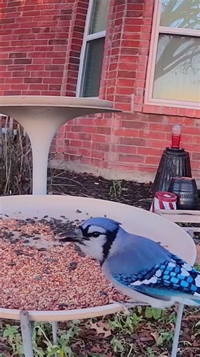 Beautiful Blue Jay eating seeds this morning. #rcrittercam #crittercam #bluejay