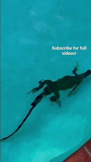 Baby iguana stuck in pool!