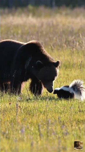 Not Easy to Mess With: Skunk vs Bear, who would win? #shorts #skunk #wildlife #animals #ai