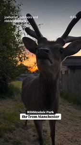 Escape to Ribblesdale Park this summer and create memories that will last a lifetime 🌳☀️ Choose from stylish lodges, cosy cottages or luxury houses all with private hot tubs, or get closer to nature in our charming glamping bell tents. ☺️ Unwind by the outdoor heated pool, wander 1000 acres of stunning estate, and spot the curious sika deer and strutting peacocks. 🦚🦌 Then head to @hindelinis for delicious food, live music fridays and Saturday sunset DJ sessions *weather dependent. Break the r