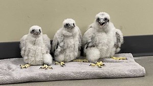 We Energies' peregrine falcon chicks named after Wisconsin mascots