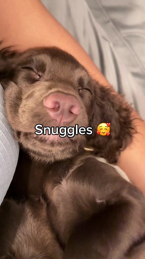 cockermilly on TikTok