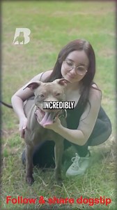 1.5M views · 40K reactions | American Pitbull Terrier VS...