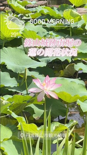 #丹波篠山 篠山城跡 #蓮 #観光