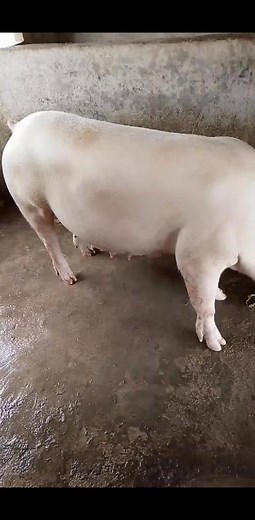 #tips kapag gustong mag inahin na baboy,ito Ang pinaka magandang tips sainyo | Maricel Cadiente