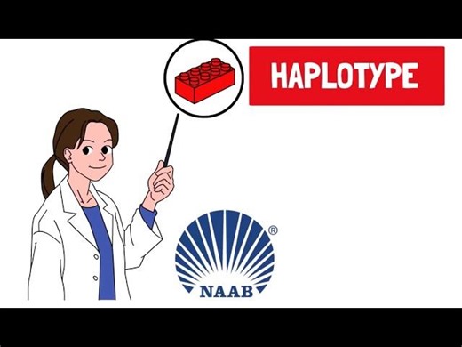 What is a haplotype? | Sophie Eaglen