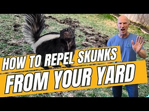 How to Stop Skunks Digging Up Your Lawn | Best Repellent for Skunks & Pests