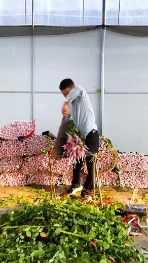 Sorting and Bundling Fresh Leafy Vegetables