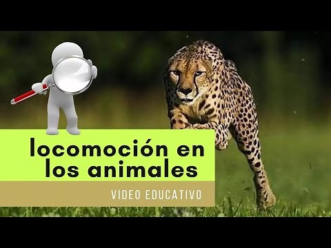Locomoción en los animales ( video educativo para niños)