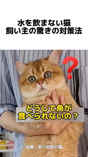 水を飲まない猫、飼い主の驚きの対策法# 猫の水分補給 #飼い主裏ワザ #猫あるある癒し動画 #にゃんこ雑学