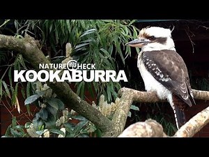 Kookaburra making noise
