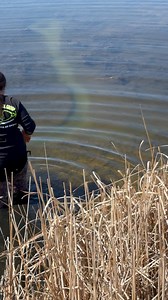 Sarah setting colony trap in a great muskrat run | Dunlap LURES