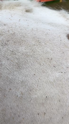 SAFE - Saving Abandoned Fly-Grazing Equines on Reels