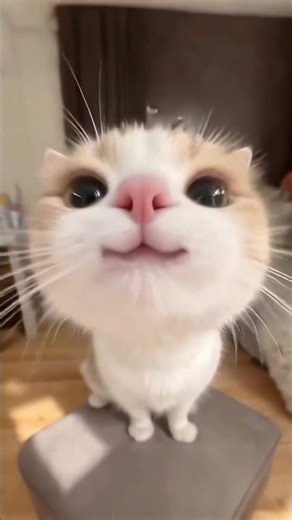 When a cat literally flies from Earth to dance in your living room 😹💃