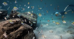 Artificial reefs help marine life thrive, improve struggling natural reef system