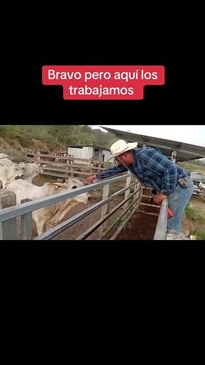 Nelore Bravo: manejo y trabajo de ganado en Rancho Camilo Duval
