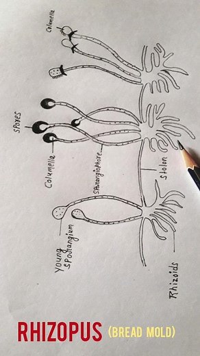 How to draw Rhizopus #Bread mold #shorts