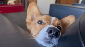 Ajax at rest! | Mark Moss