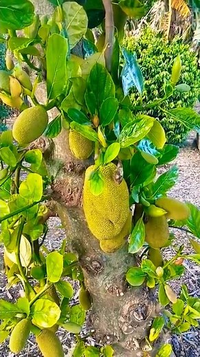 Jackfruit is the largest fruit that grows on a tree, often reaching 30–50 kg (66–110 lbs) or more