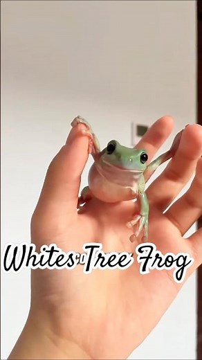 Dumpy tree frog! #fyp #youtubeshorts #pets #cute #frog #whitestreefrog #dumpyfrog