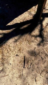 Tank boops! | Single Vision, Inc.