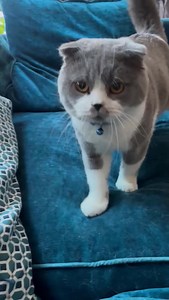 Scottish Fold client Frankie says...Happy Caturday Saturday...Relax...put your paws up! 🐾💕 #caturday #caturdayvibes #caturdaycuties | The Cat Butler - UK