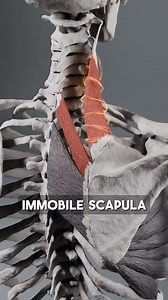 Why does an immobile scapula create shoulder pain? . To raise our arms high, the scapula needs to glide across the rib cage in a rotation-like motion. . This movement is primarily driven by the serratus anterior and opposed by the levator scapulae and rhomboid muscles. . The levator is a tonic muscle, meaning that if it's not exercised enough, it becomes overly tight. The rhomboids are generally content with this tightness because it makes their job easier. . Unfortunately, this compromises the 