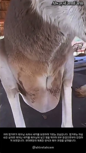 캥거루 육아낭 속 새끼의 성장 모습 #farming #farmlife #livestock #kangaroo #marsupial