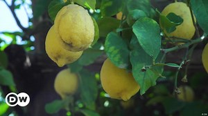 Why Italy's Amalfi lemons are in danger