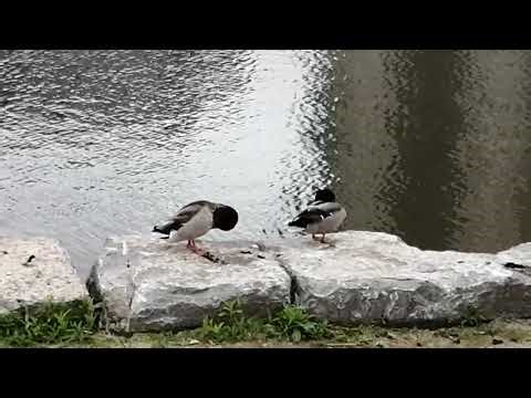 Two cute little wild ducklings （两只可爱的小野鸭）