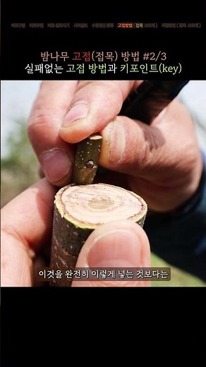 밤나무 실패없는 접목방법 알려드립니다