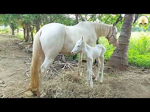 Witness this Silver Horse Nurturing Her Precious Foal with Milk 🐴💕