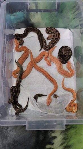 5.9K views · 331 reactions | One of the biggest highlights from 2023! Happy New Year, everyone and thank you for the support. Let's see what 2024 has to offer. | Reptile Garden | Facebook