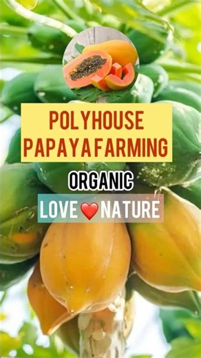 Polyhouse-papaya farming| #papaya #organicfarming #vitamins #eyeprotection #carotene #polyhouse