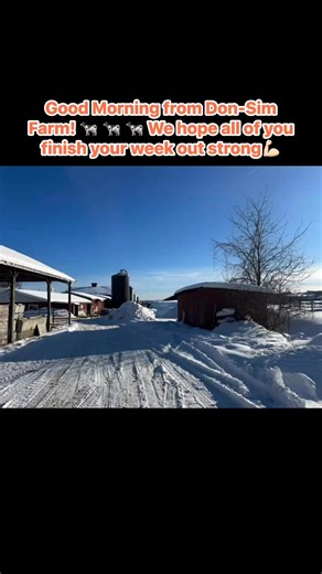 Good morning from the farm! It’s starting to warm up here as we enter sugaring season for syrup! Stay tuned for more content as we release the surgaring series 🎥 #NortheastKingdom #dairyfarm #mapletapping #holstein Don-Sim Farm | Don-Sim Farm