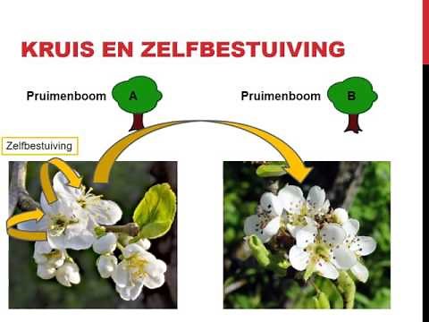 Planten bestuiving