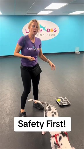 1.2K views | #DogTraining #dogtrainingadvice #puppytraining #puppy #dogs #dynamitedogtraining #luckydogtrainingclub #guardingbehavior #fyp #588 | Jamie Diaz | Facebook