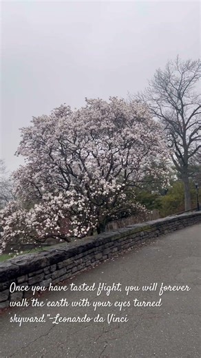 I can fly skyward. #dailycalm #nature #spring #blossom