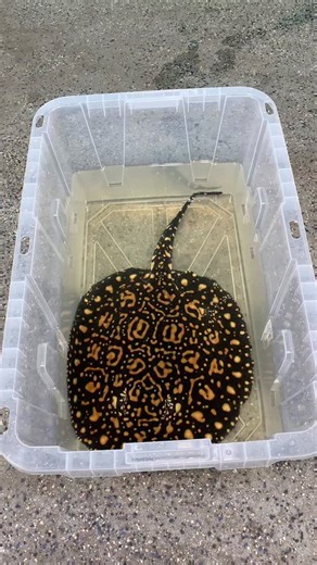 Chase Widmer on Instagram: "Why Is This Fish So Deadly ?🧠🐟 Stingrays might look calm and gentle, but they’re armed with a sharp, serrated barb on their tail built for defense. When threatened or stepped on, they whip that tail upward like a spear. The barb can pierce deep into skin, muscle, or even bone, causing excruciating pain and serious injury. They’re not aggressive by nature, but one wrong move can turn a peaceful encounter into something deadly 😬 #fish #fishing #stingray #aquarium #fi