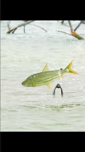 Fish Bird Eating