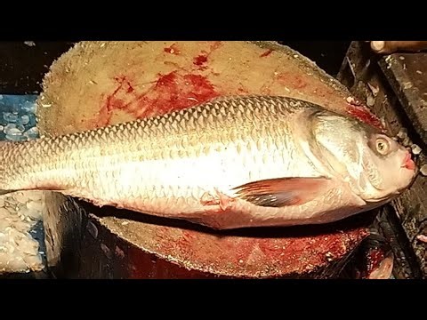 🔴 Live Big Katla Fish Cutting ASMR | Fresh Seafood Processing from Market
