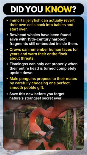 How Animals Remember and Adapt