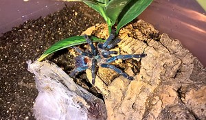 Dolichothele diamantinensis “Brazilian Blue Beauty” Care