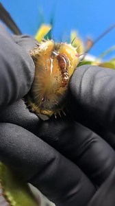 35K views · 436 reactions | It's always interesting to see what is inside the stomach of a venus fly trap. Normally I wouldn't cut traps open to see what's inside of them. The trap will usually open back up within 2 weeks. But since I'm doing clean up for winter prep, it's the perfect time to take a peek  #carnivorousplants #tropicalplants #venusflytrap #flytrap | Carnivorous Plants Journey | Facebook