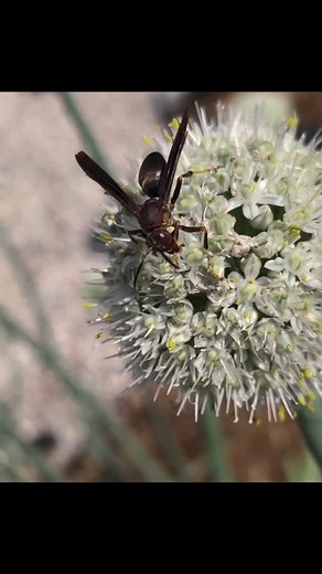 Nailed the macro shot... Less thrilled about that micro-aggression that followed! 😅 #wasp #bugs #insects #redwasp #garden #Nature | Taylor Stevens